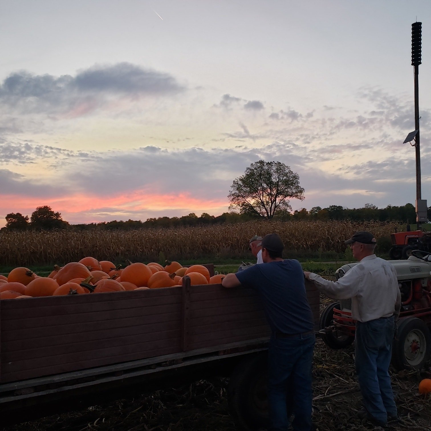 Farmers loading pumpkins onto a wagon at sunset, with a backdrop of cornfields and a tractor. The scene captures the essence of autumn harvest and rural life.