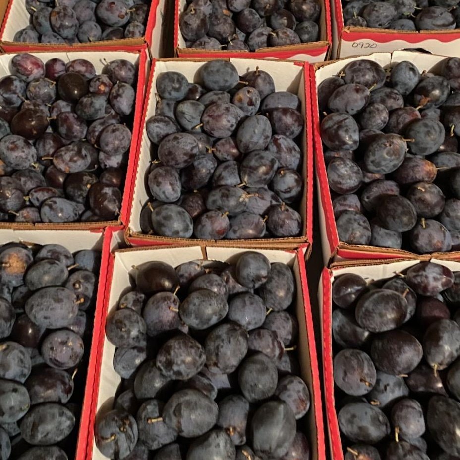 Freshly harvested dark purple plums displayed in cardboard boxes, showcasing their rich color and healthy appearance. Ideal for recipes, snacking, or preserving.