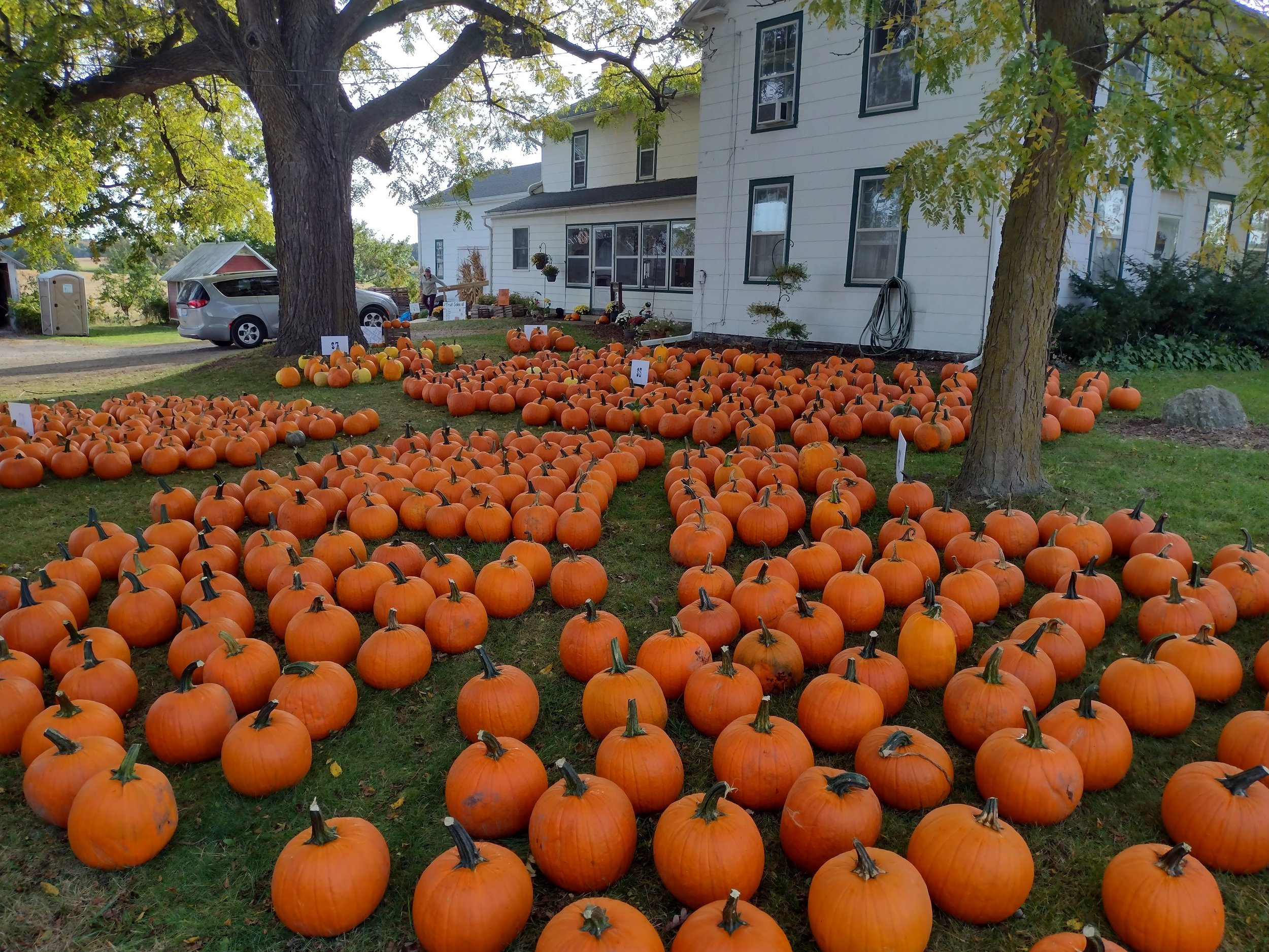 Vibrant pumpkin patch in front of a white farmhouse, featuring a large assortment of orange pumpkins arranged on the lawn, ideal for autumn festivities and Halloween decorations.